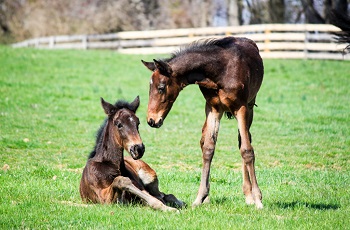 Castanet Hall & Brangelina Hanover16